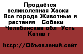 Продаётся великолепная Хаски - Все города Животные и растения » Собаки   . Челябинская обл.,Усть-Катав г.